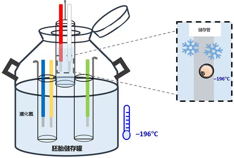 《冷冻胚胎解冻会损伤吗？数据告诉你真相与应对方法》