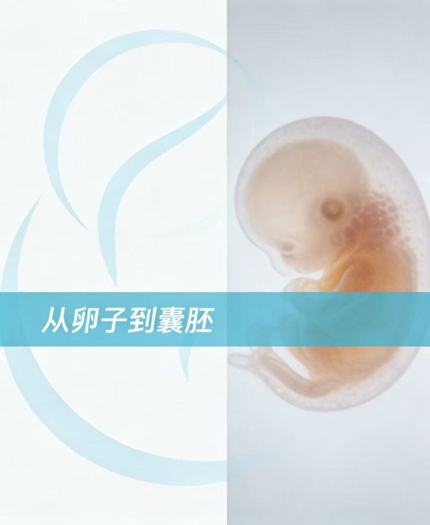《从卵子到囊胚：胚胎宝宝的14天“闯关日记”》