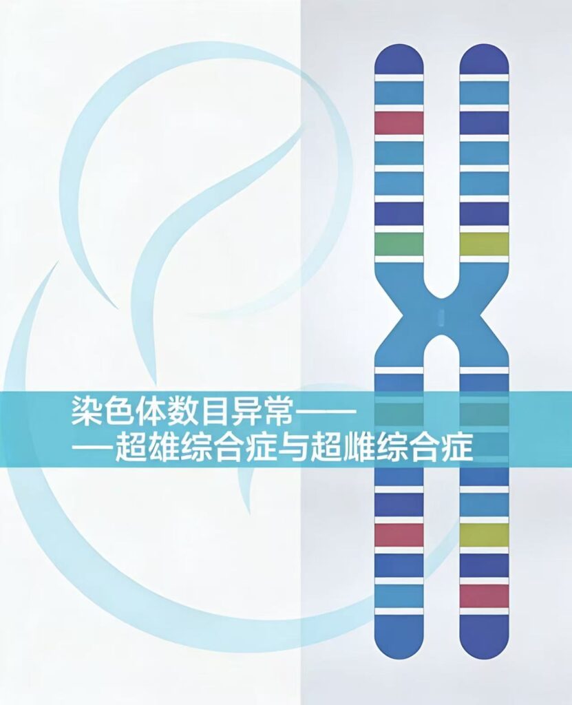 《染色体数目异常——超雌综合征与超雄综合征》