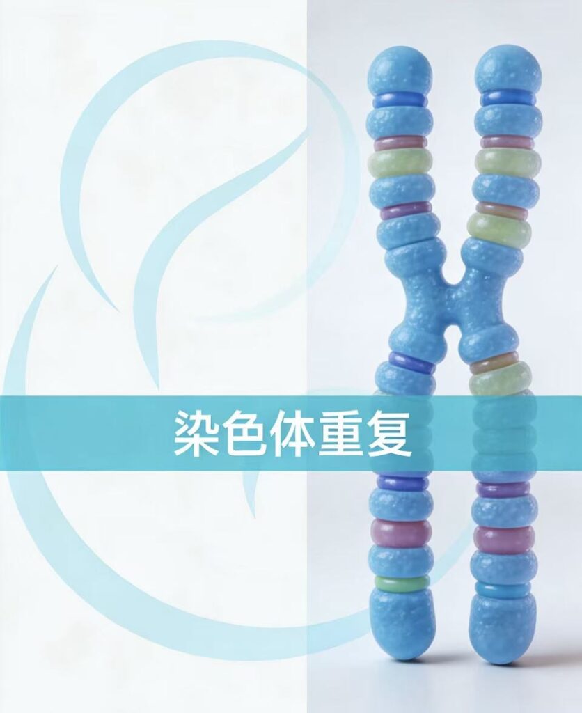 《染色体重复——多出来的基因片段是负担吗？》