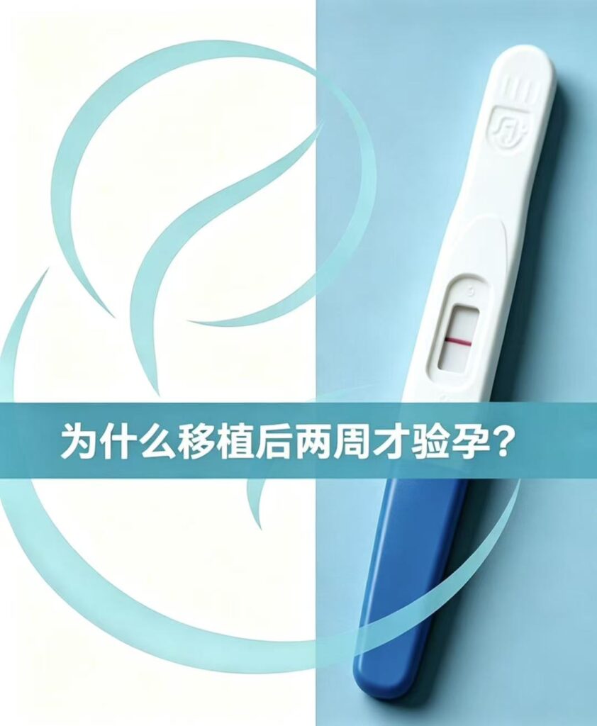 《移植后为什么需要10-14天才验孕？》